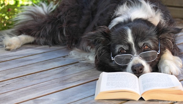 20 beste hondenboeken over gezondheid en verzorging van honden