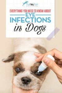 Diagnose en behandeling van een ooginfectie bij honden