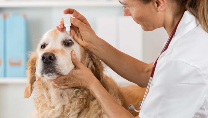 Diagnóstico e tratamento de uma infecção ocular em cães