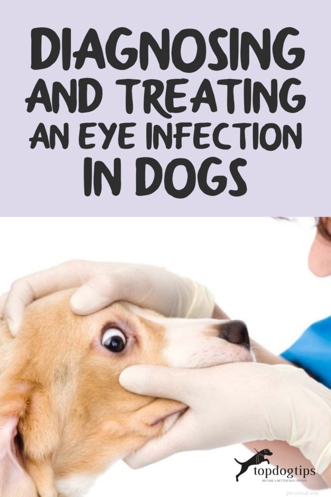 개의 눈 감염 진단 및 치료