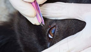 Diagnóstico e tratamento de uma infecção ocular em cães