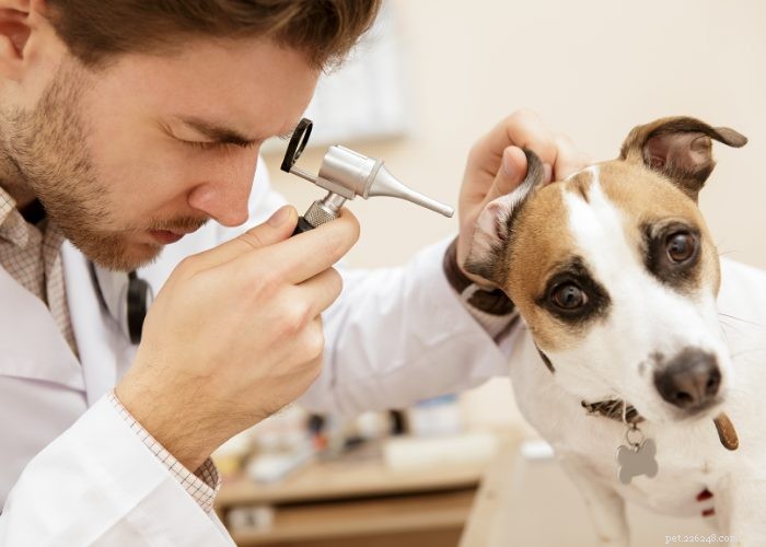Ztráta sluchu u mého psa a co dělat:Informativní průvodce
