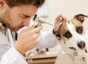 私の犬の難聴と何をすべきか：有益なガイド 