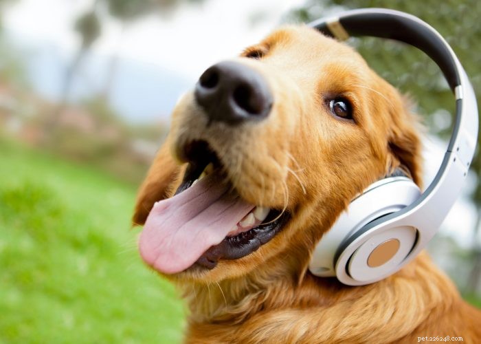 私の犬の難聴と何をすべきか：有益なガイド 