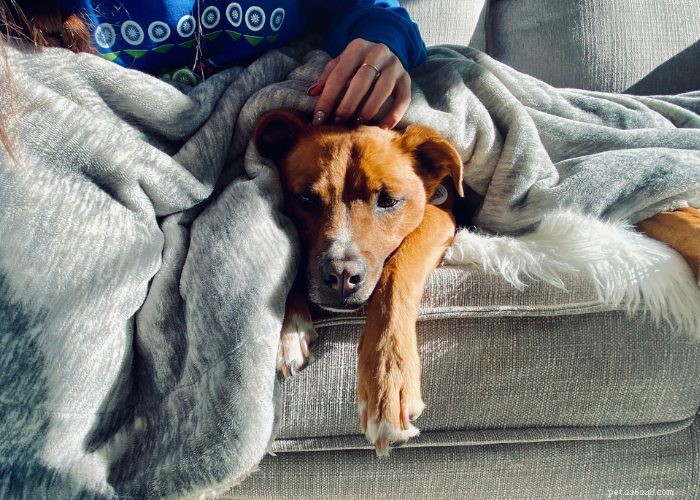 Gehoorverlies bij mijn hond en wat te doen:een informatieve gids