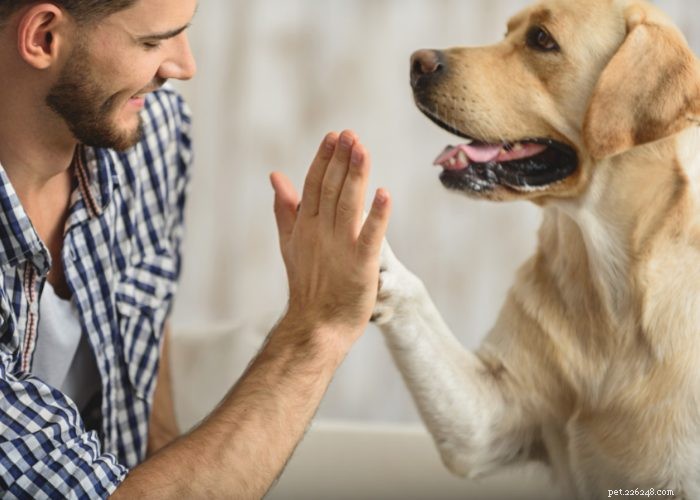 강아지의 난청과 대처법:유익한 안내서