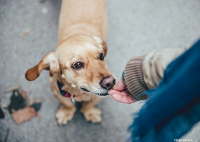 Perdita dell udito nel mio cane e cosa fare:una guida informativa