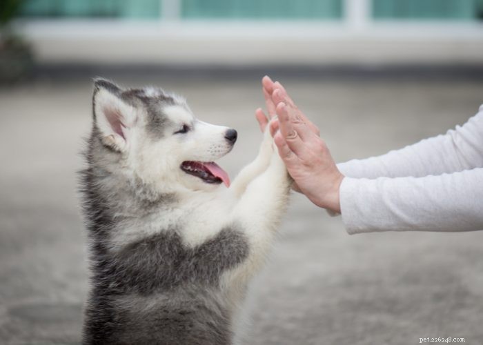 Hörselnedsättning hos min hund och vad man ska göra:En informativ guide