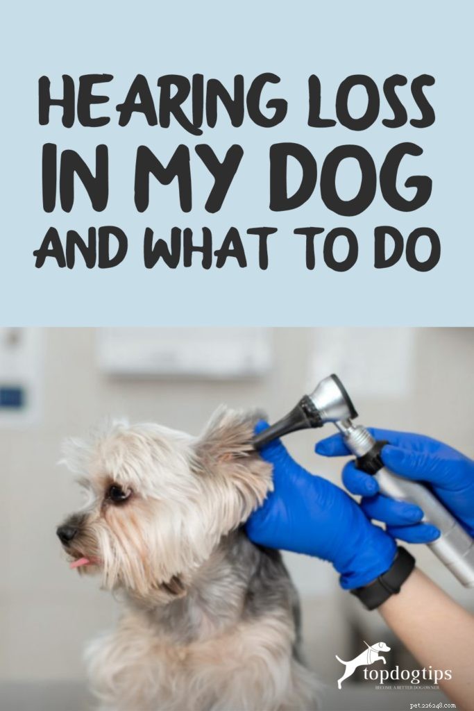 Gehoorverlies bij mijn hond en wat te doen:een informatieve gids
