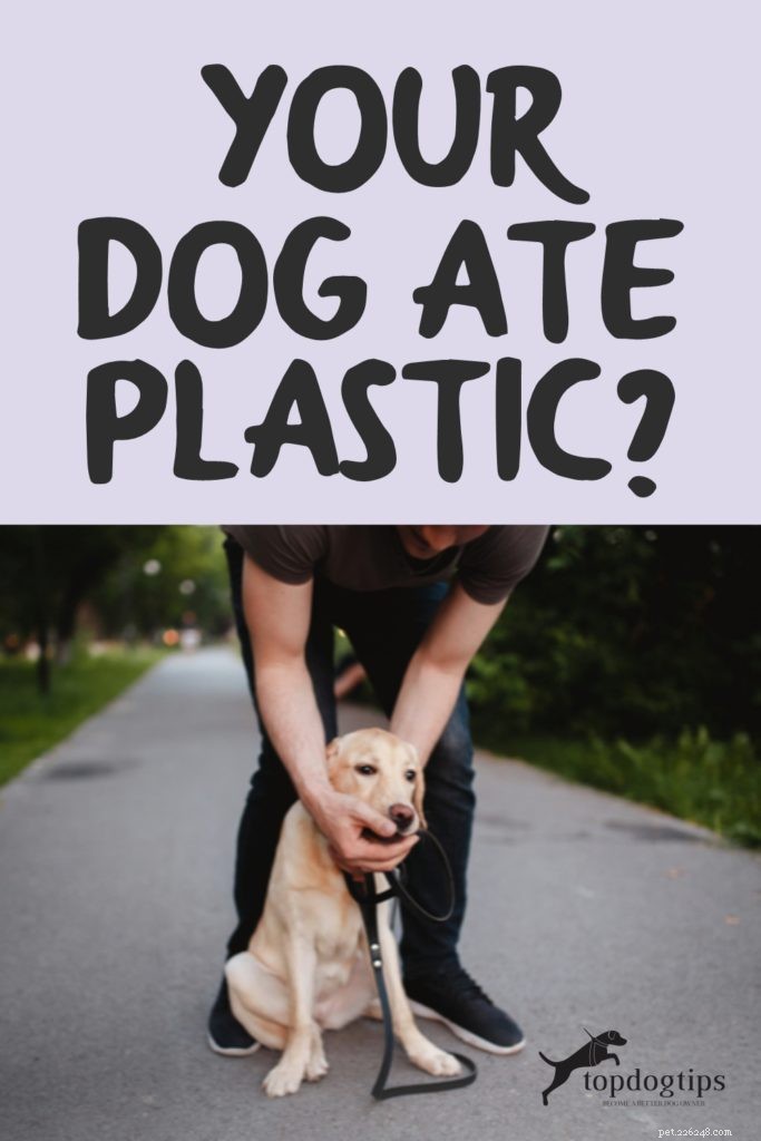 Heeft uw hond plastic gegeten? Dit is wat u vervolgens moet doen