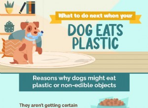 あなたの犬はプラスチックを食べましたか？次に行うことは次のとおりです 
