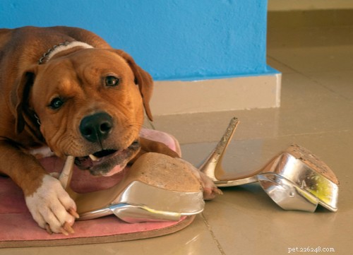 Ät din hund plast? Så här gör du härnäst