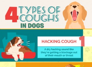 犬の咳、吐き気、窒息：症状、原因、治療 