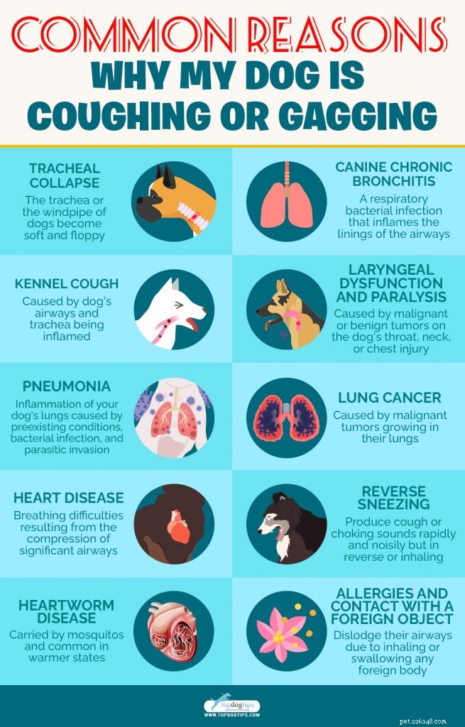개의 기침, 재채기 및 질식:증상, 원인 및 치료