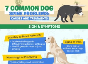 7 běžných problémů s páteří psů:příčiny a léčba