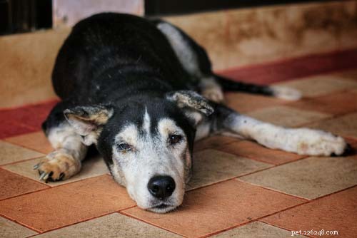 7 распространенных проблем с позвоночником у собак:причины и лечение
