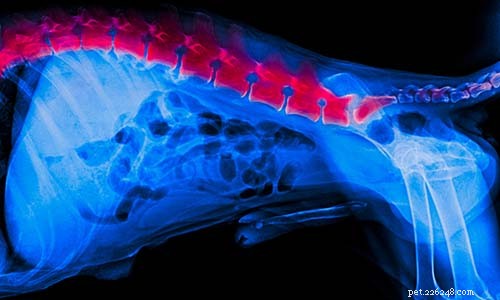 7 problemi comuni alla colonna vertebrale del cane:cause e trattamenti