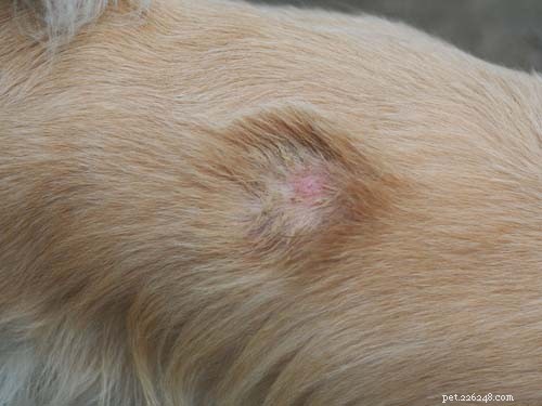 7 problemas comuns de coluna em cães:causas e tratamentos