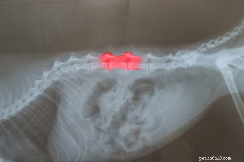 7 problemi comuni alla colonna vertebrale del cane:cause e trattamenti