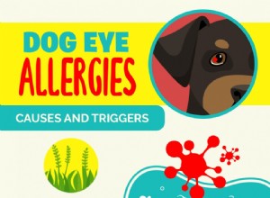 Alergias oculares de cachorro:sintomas, causas, remédios