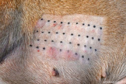 犬の目のアレルギー：症状、原因、治療法 
