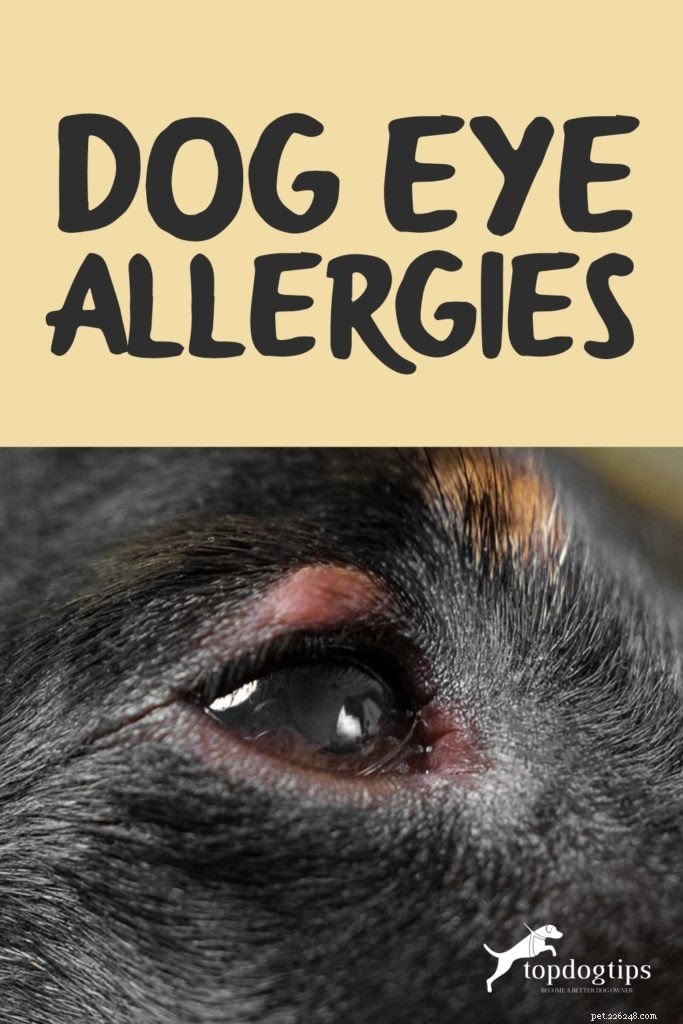 Allergie agli occhi del cane:sintomi, cause, rimedi