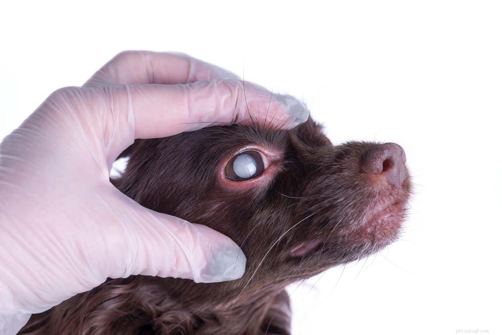 9 problèmes oculaires de chien effrayants mais traitables que vous devriez connaître