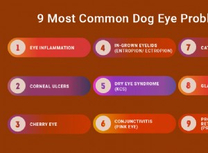두려워도 치료할 수 있는 개의 눈 문제에 대해 알아야 하는 9가지