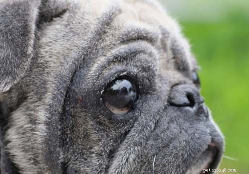 あなたが知っておくべき9つの怖いが治療可能な犬の目の問題 