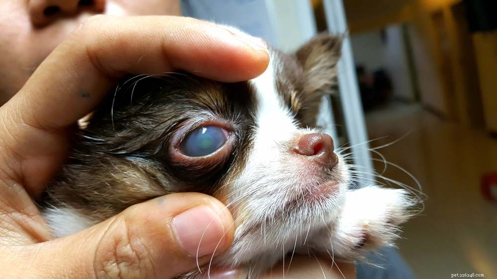 あなたが知っておくべき9つの怖いが治療可能な犬の目の問題 