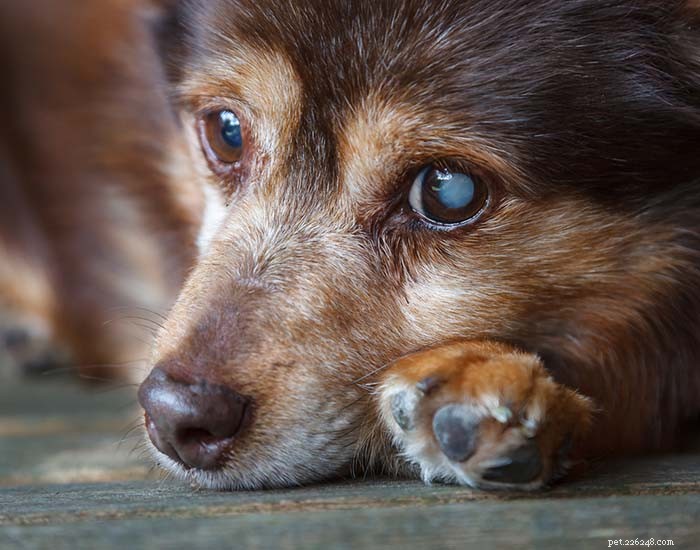 9 Děsivé, ale léčitelné problémy s očima psů, o kterých byste měli vědět