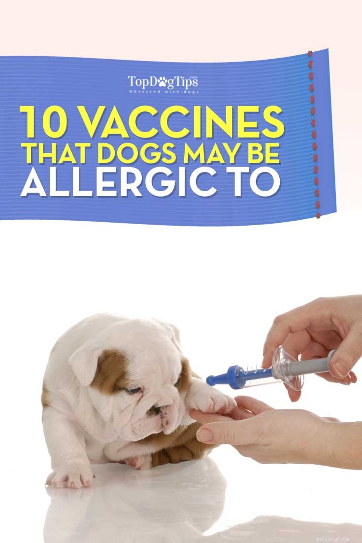 10 vacciner som hundar kan vara allergiska mot