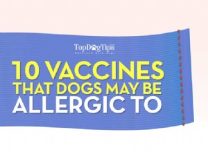 犬がアレルギーを起こす可能性のある10個のワクチン 