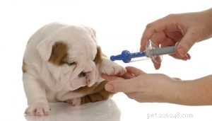 개가 알레르기를 일으킬 수 있는 10가지 백신