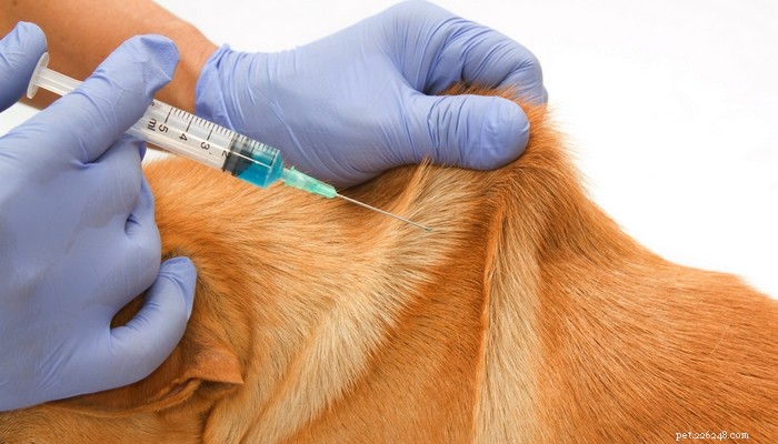 10 вакцин, на которые у собак может быть аллергия