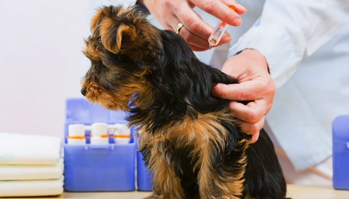 10 vaccini a cui i cani possono essere allergici