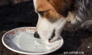 Quelle nourriture humaine les chiens peuvent-ils manger ?