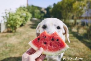 Jaké lidské jídlo mohou psi jíst?