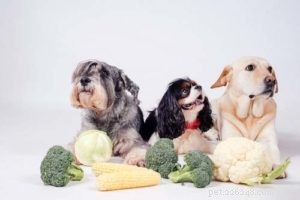 Quale cibo umano possono mangiare i cani?