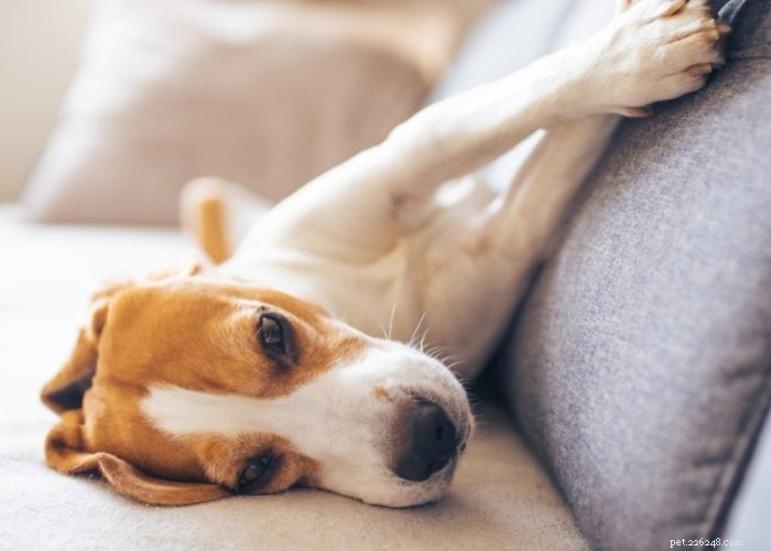 Anfall hos hundar:Topp 5 naturliga botemedel som faktiskt fungerar