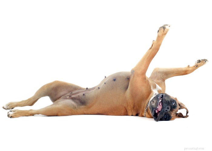 Приступы у собак:5 лучших натуральных средств, которые действительно работают