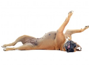Anfall hos hundar:Topp 5 naturliga botemedel som faktiskt fungerar
