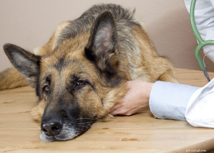 Convulsions chez le chien : les 5 remèdes naturels les plus efficaces