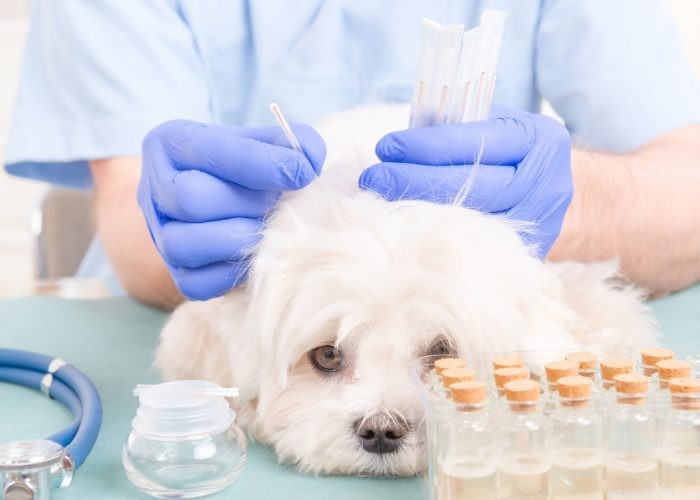 Záchvaty u psů:5 nejlepších přírodních léků, které skutečně fungují