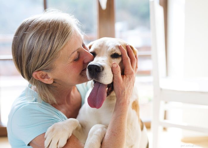 Preparazione a casa per cani anziani:consigli e trucchi per il comfort