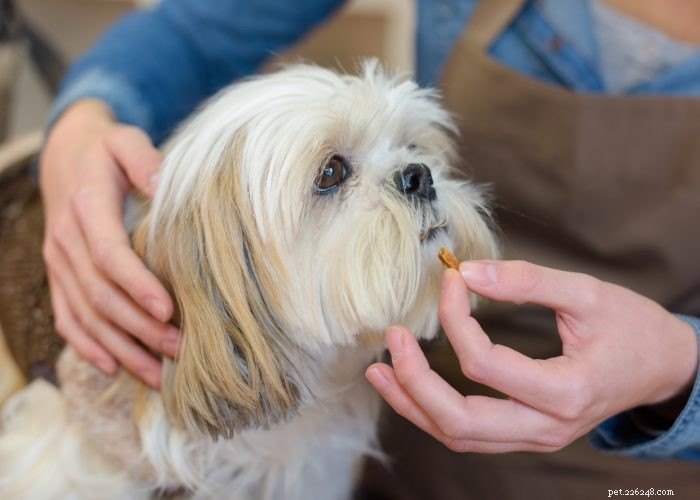Preparação para a casa de cães idosos:dicas e truques para conforto