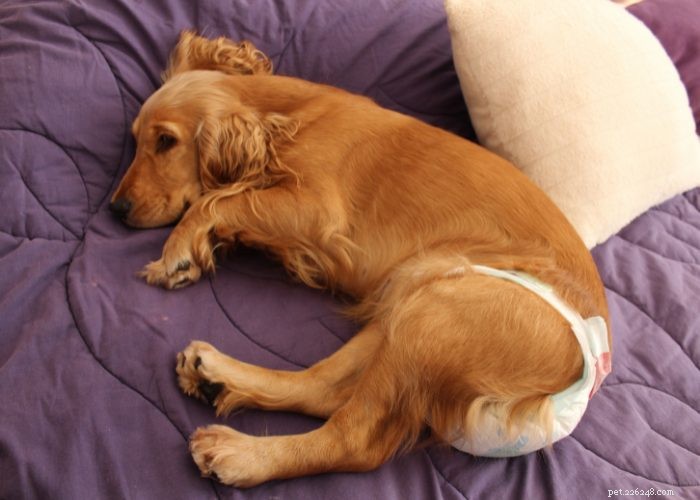 Domácí příprava staršího psa:Tipy a triky pro pohodlí