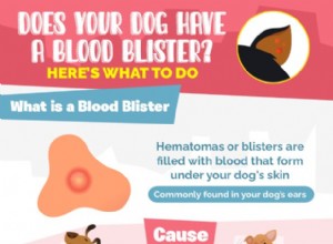Má váš pes krvavý puchýř? Zde je Co dělat