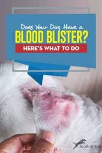 Seu cão tem uma bolha de sangue? Veja o que fazer