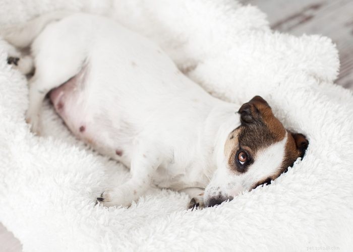 Oönskad graviditet hos hundar:förebyggande och avbrytande